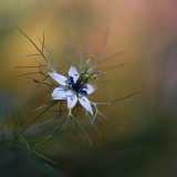 Vediamo l�aggraziato fiore della Nigella, con il suo colore pallido e la forma di una stella, immortalato sulla Murgia proprio dal coordinatore Fabrizio Cillo
